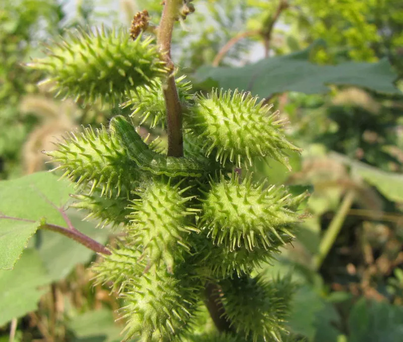 路边上的野果子,黑不溜秋带着刺,还能治鼻炎,70后都玩过_苍耳