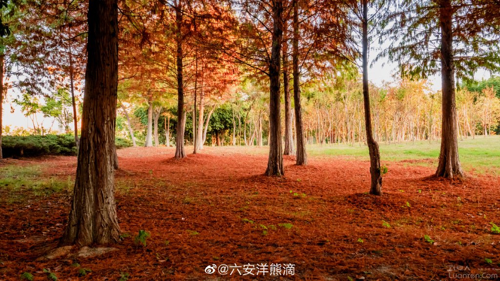 六安網紅小樹林中央公園紅杉樹