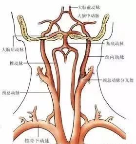 健康養生丨後腦勺的機關——頭痛頭暈治療點_枕骨