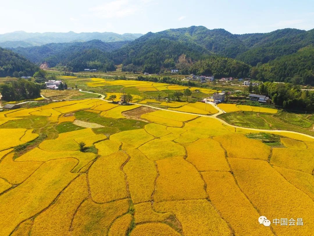 太美啦实拍会昌官丰村千亩金色稻田你确定不来看看吗