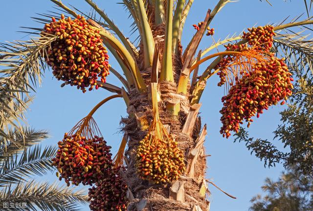 椰枣树生长环境图片