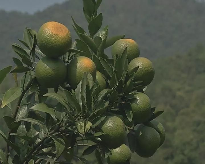 普宁梅林壮大蕉柑产业助力乡村振兴