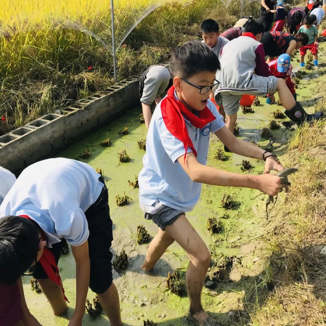 初尝丰收喜悦时 | 桐庐县分水实验小学开展"大路农耕"研学活动_稻田