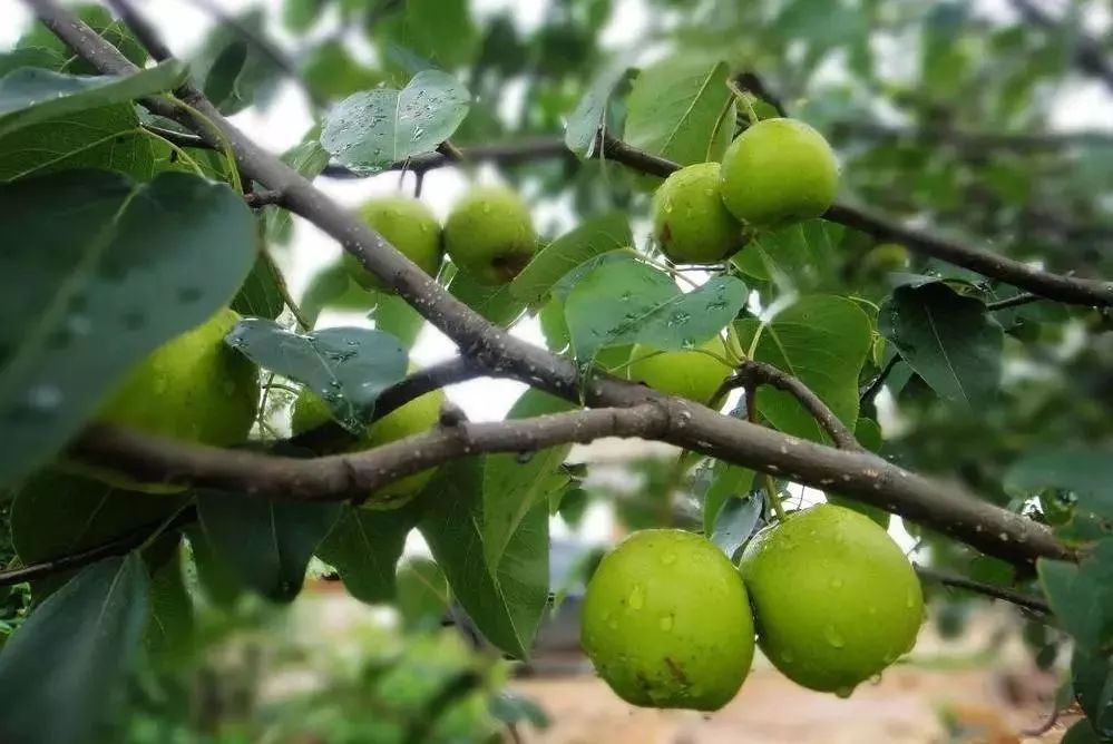 充沛的雨量和较大的温差,保证了青冠梨的生长和高糖分,可以说是梨树的