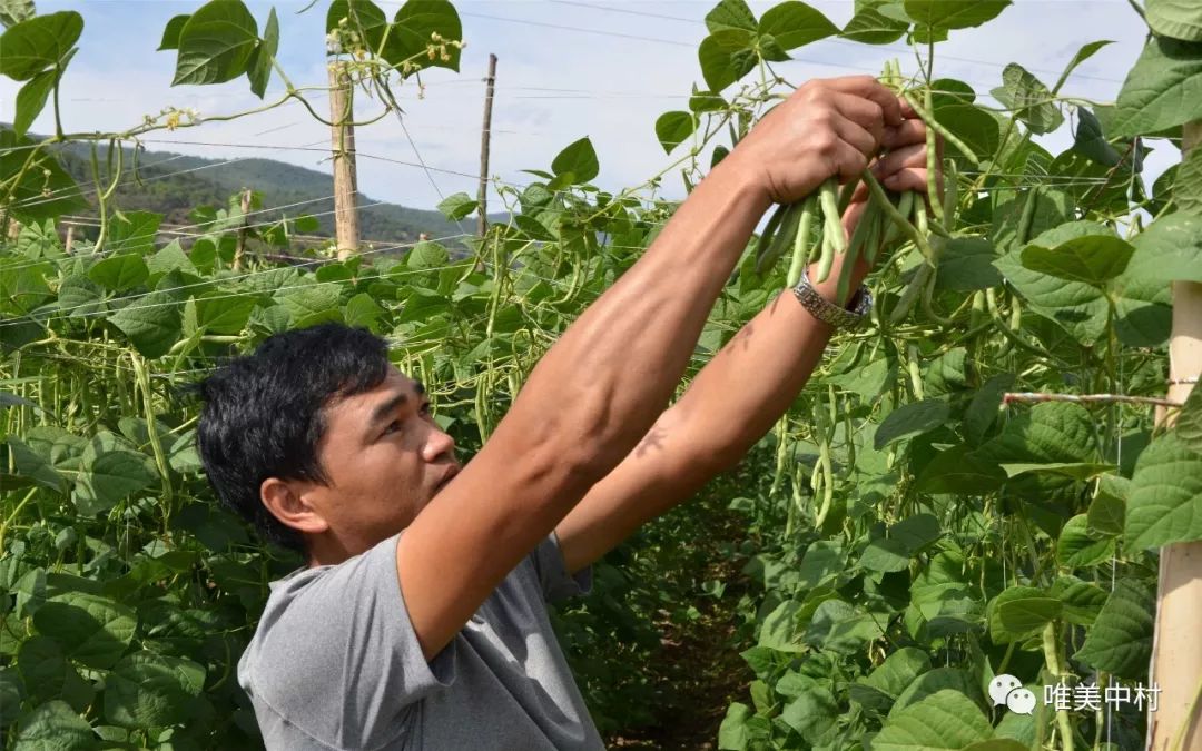 中村乡青年农民周平返乡创业