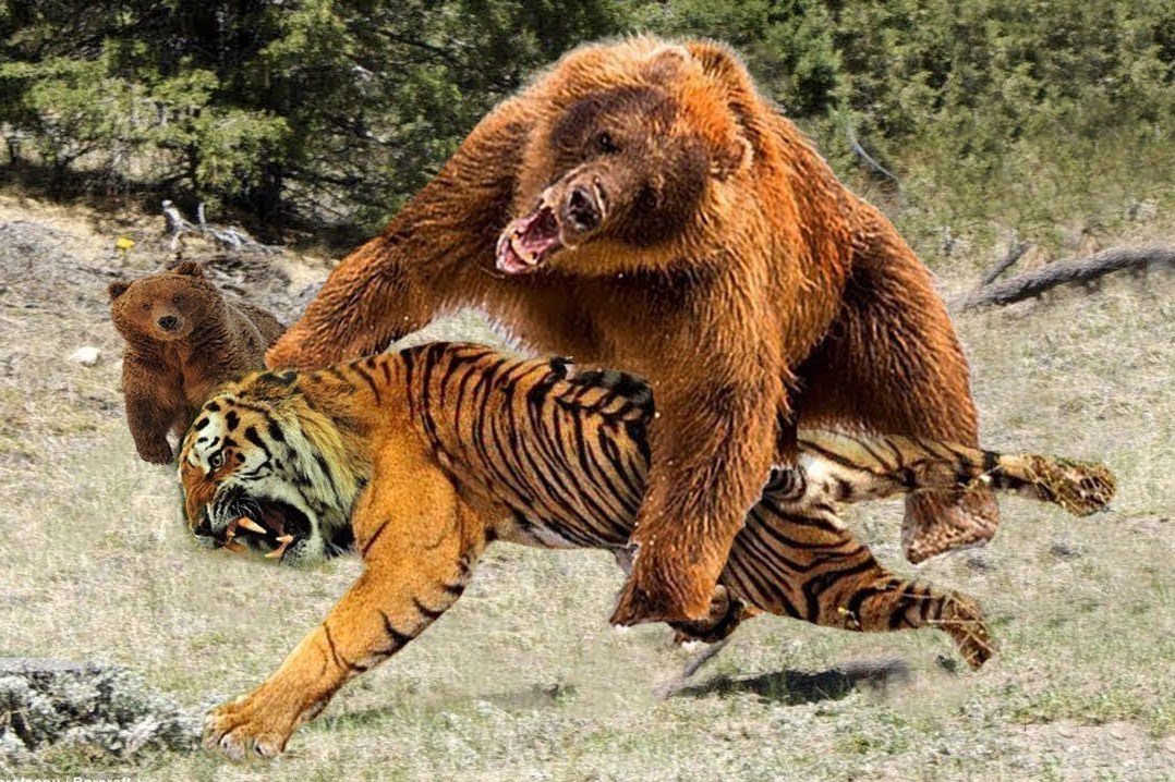 狮虎兽vs棕熊图片