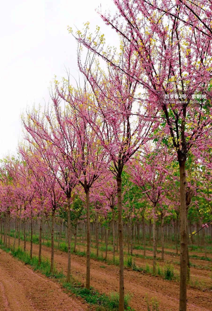 绿林资材滴这里有一份紫荆树资源请查收