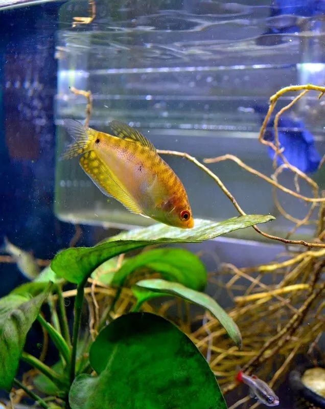 这条黄曼龙鱼喜欢欺负小鱼还是个漂亮的吃货