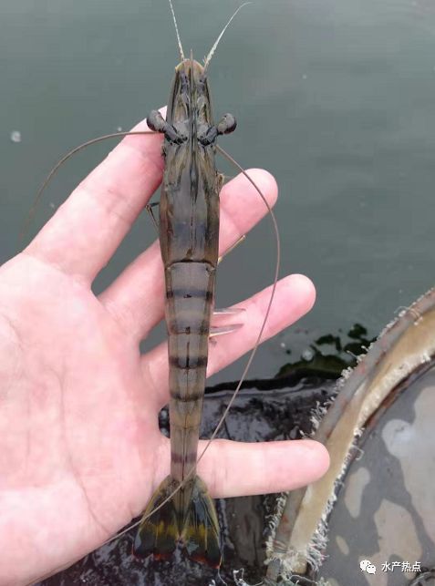 最大硬伤!种质退化!延迟上市半个月,50元/斤的好价又如何?