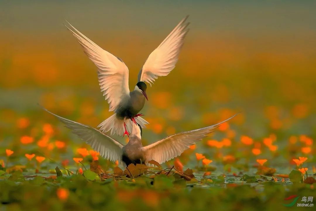 三不帮,不是让人袖手旁观,而是精力有限,应该做更正确的事,帮更应该