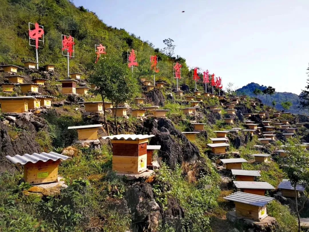 蜜蜂文化成增收密码