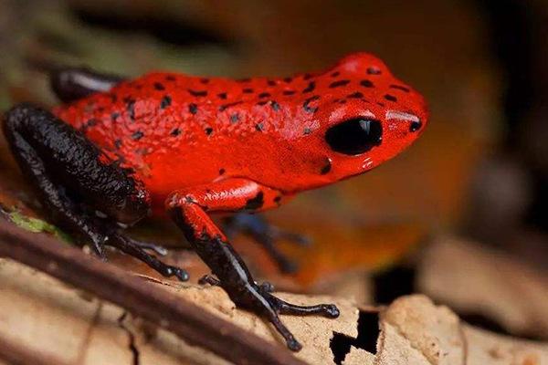 全球10大怪异青蛙,第二全身透明,第四毒性最强,你认识几种?