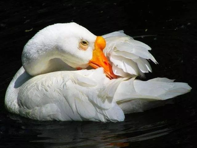 新申读书会 | 丰子恺:白鹅_叫声