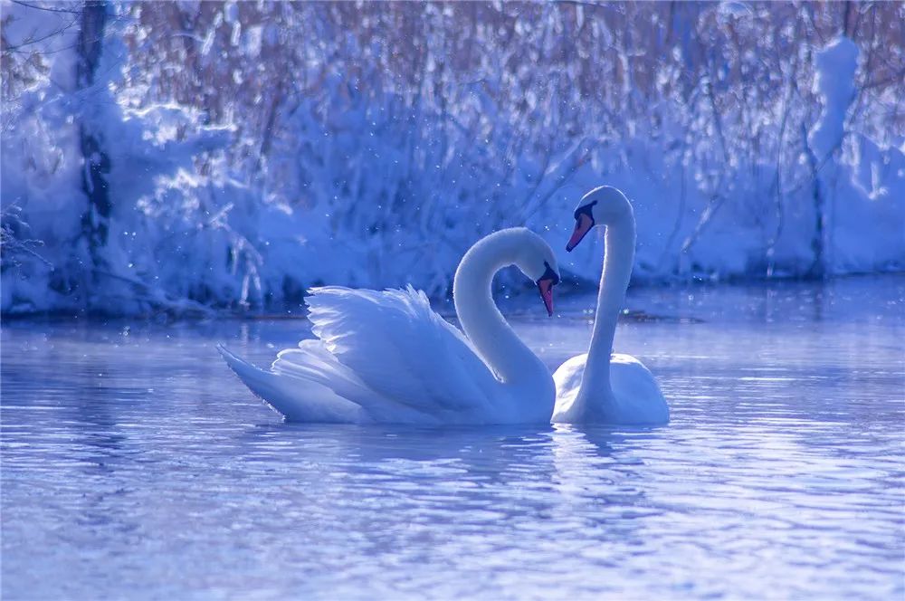 与光影,鹅情与美景画面在一处完美结合的展现英塔木天鹅泉唯美独有,这