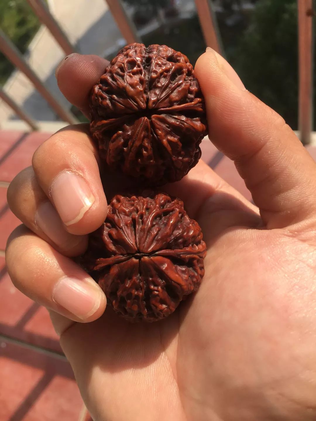 铁核桃放着不盘也能红?