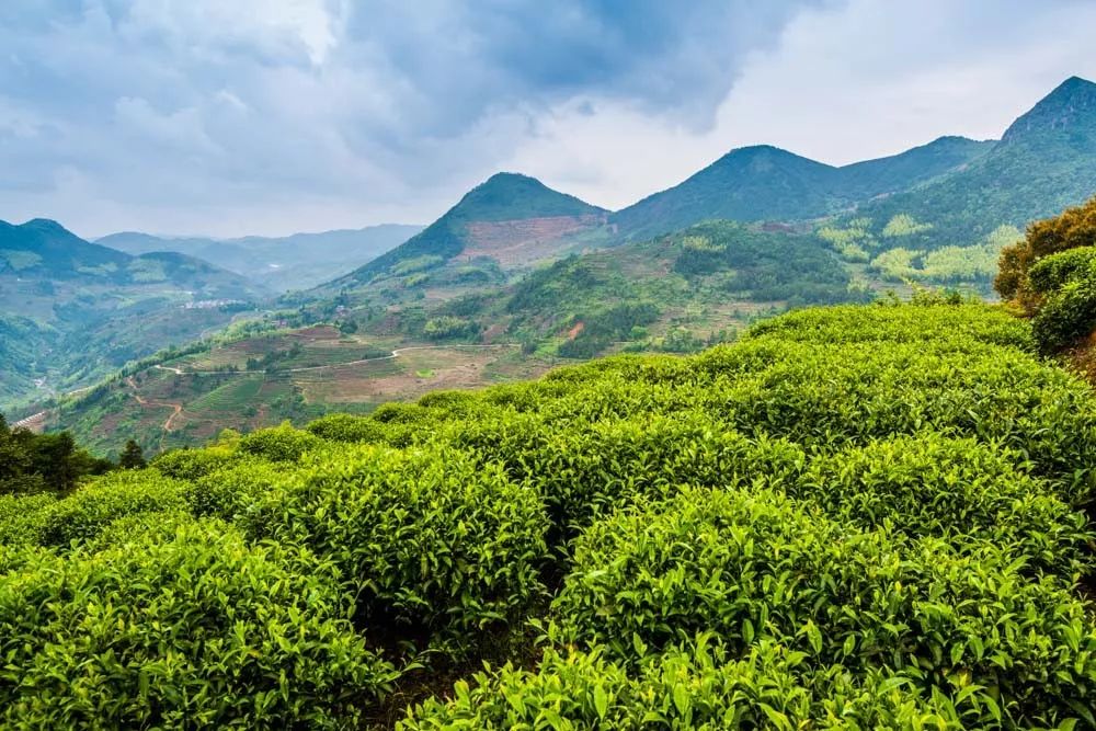 预告2019茶乡行第三期茶旅一场茶与红色的心灵之旅寿宁福安