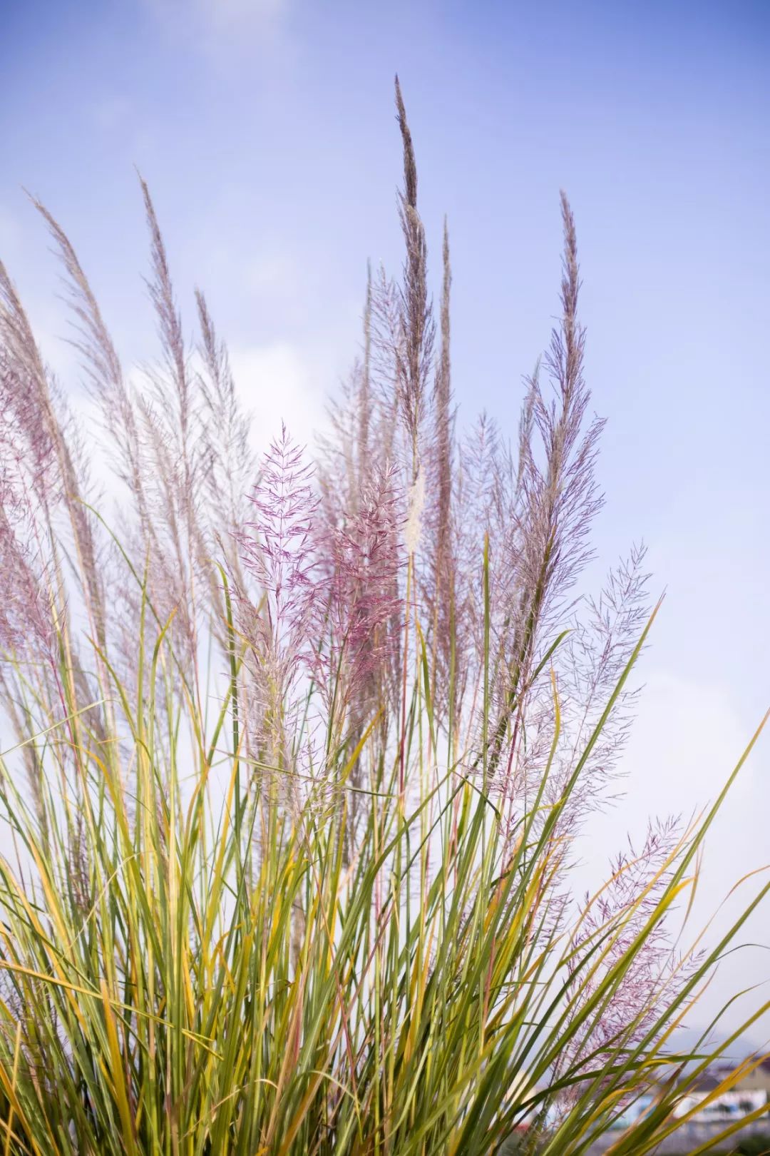 秋日童话丁宅这片超浪漫的紫色芦苇美哭了
