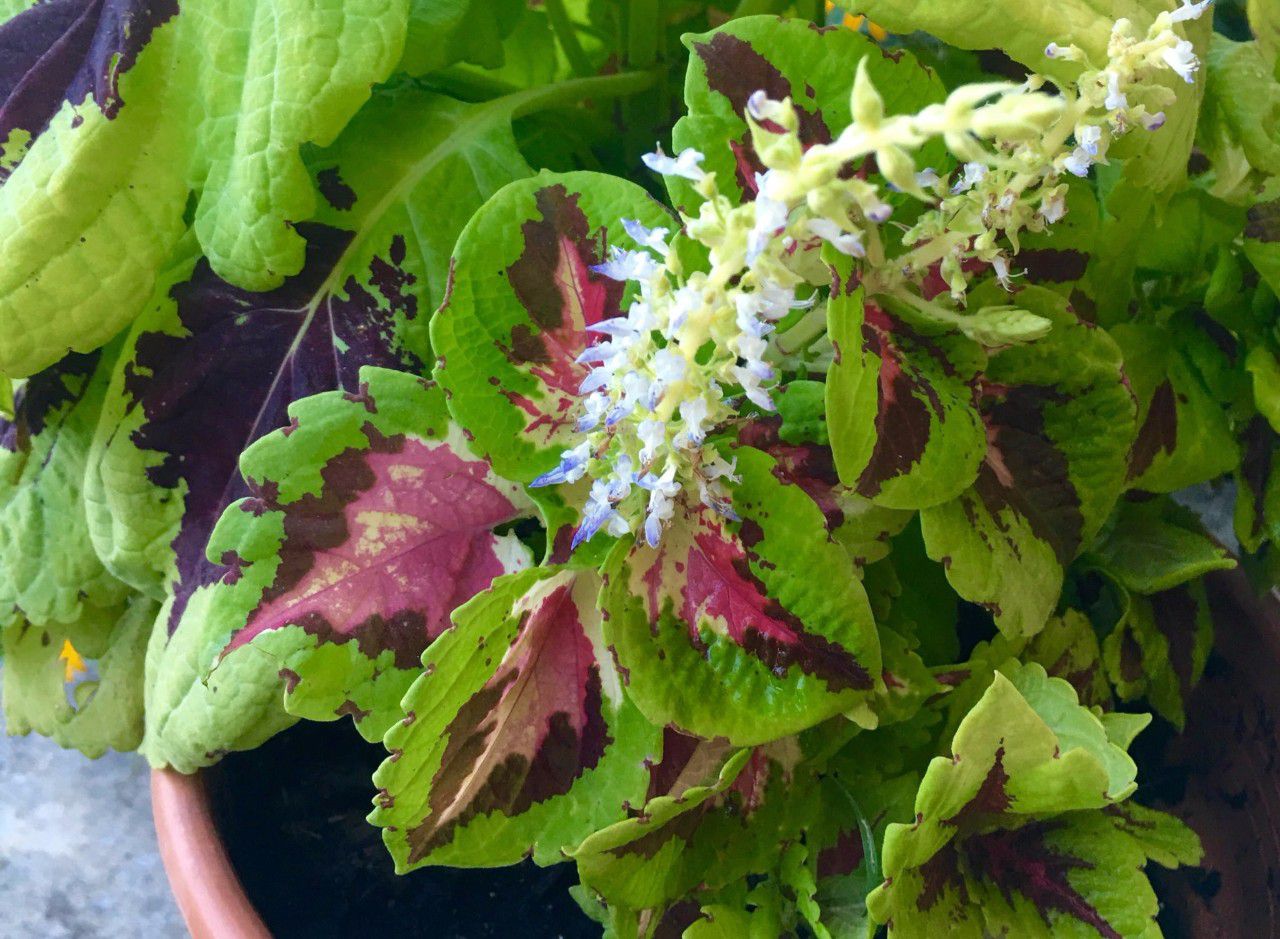 让盆栽彩叶草在夏秋季节开花蓝色小花很精致叶子更显斑斓