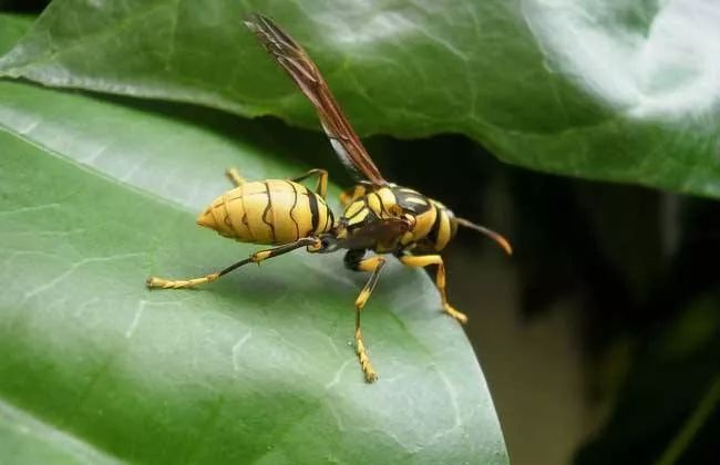 罪魁祸首是它_马蜂