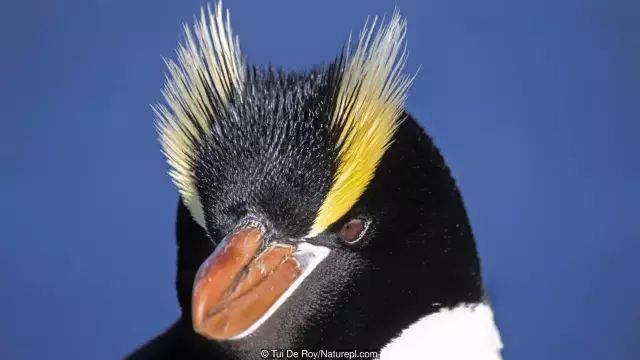 科普讲堂提到企鹅你能说出多少品种