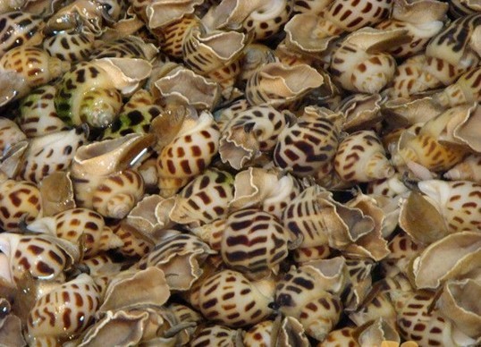 知识点在这里食用花螺的好处有哪些呢你知道吗想了解戳进来