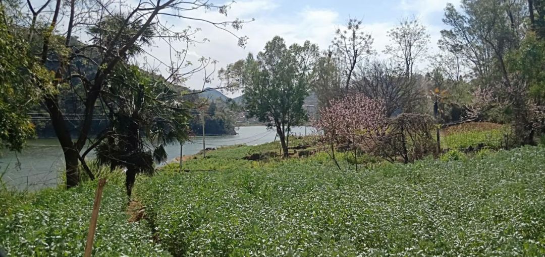 藏不住了砚山这个地方实在太美