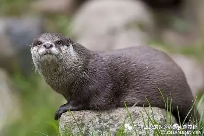 关坝下月召开自然文化观察节欧亚水獭今天就来参会了