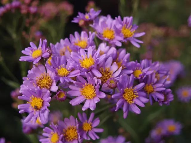 10月27日天蝎星座花紫苑花野玫瑰