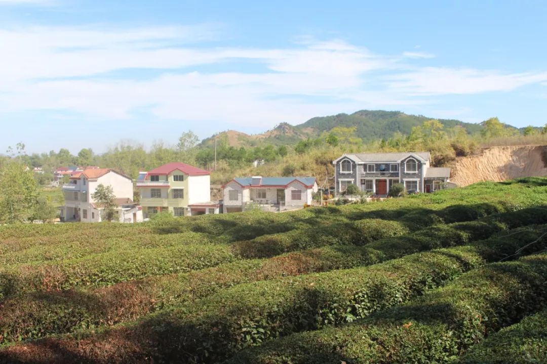 英山这个村臭气熏天污水横流村民还