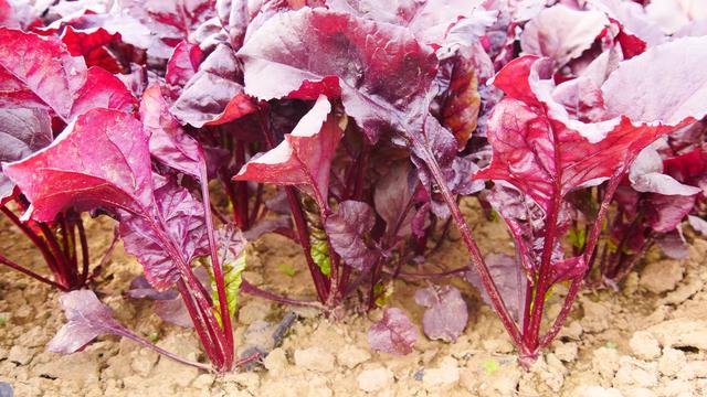 最适合种的新型菠菜,叶片红的发紫,种的人很多
