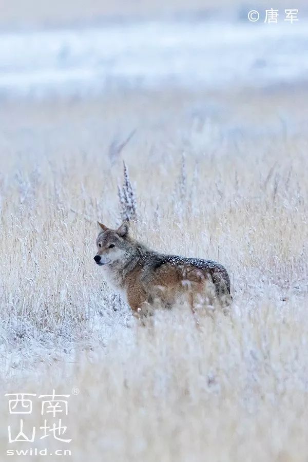 至美若尔盖亮相湿地保护与发展战略研讨会