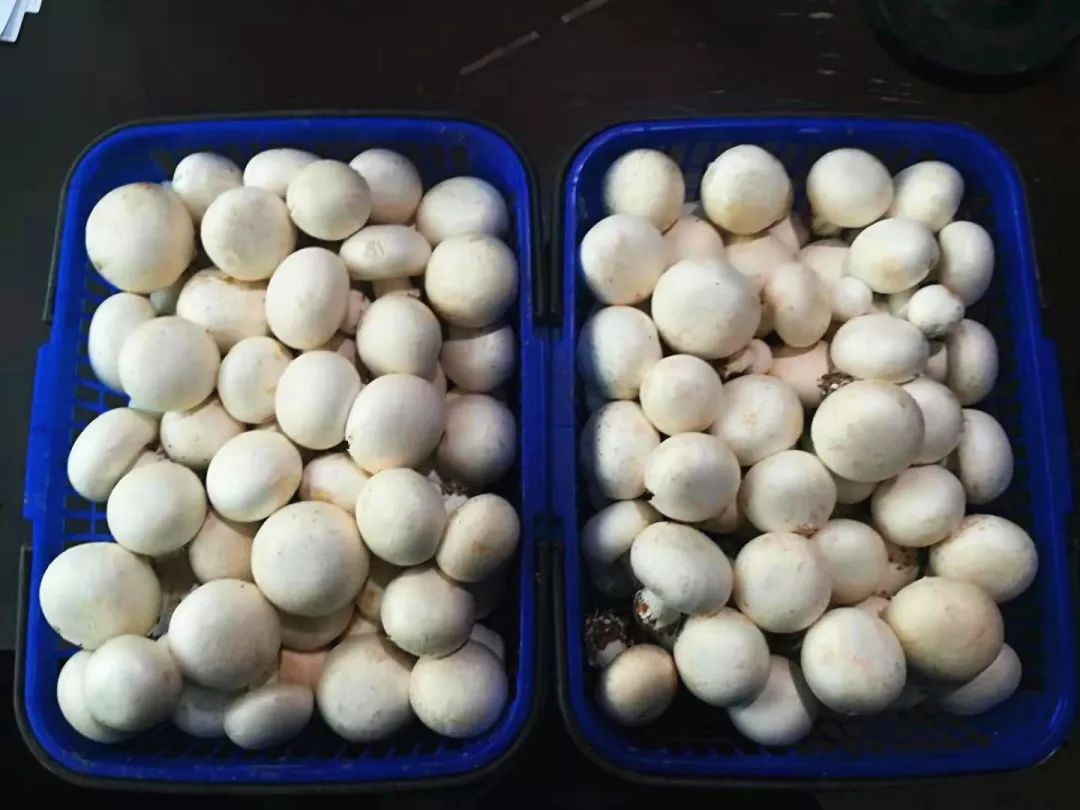 养猪改种双孢菇峰峰这个农民究竟咋想的