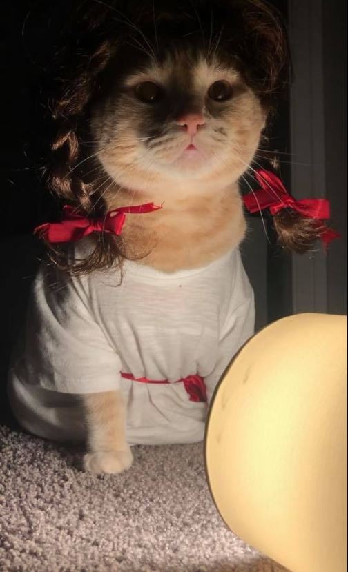 万圣节猫皇化身鬼修喵淡定神情完美诠释眼神已死