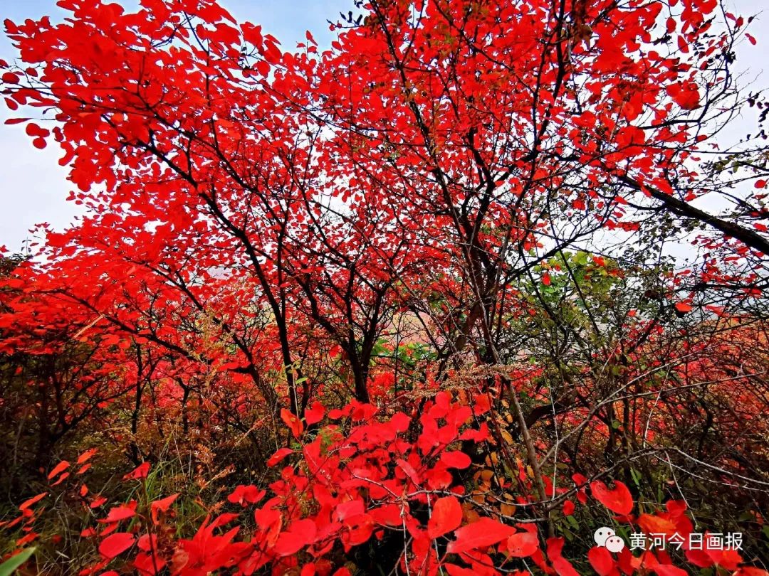 河南澠池縣韶山紅葉紅滿山