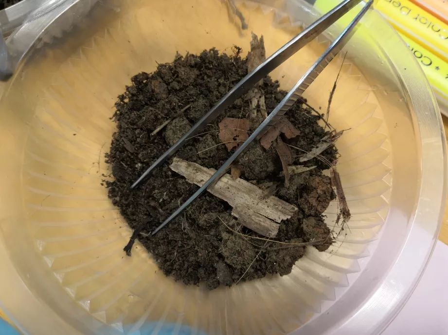 我学我秀土壤里有什么呢