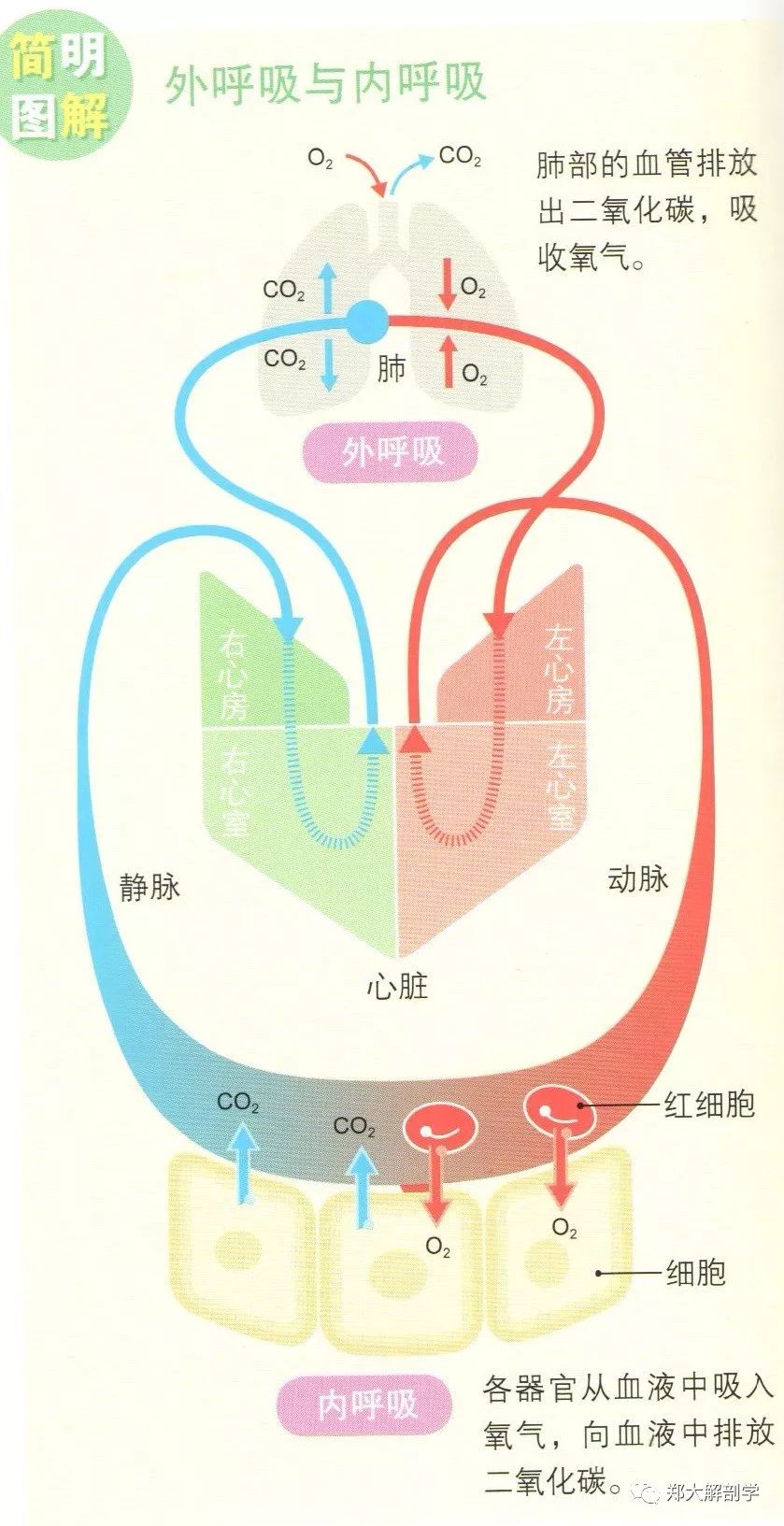 体内各器官通过血液交换氧气与二氧化碳来进行内呼吸