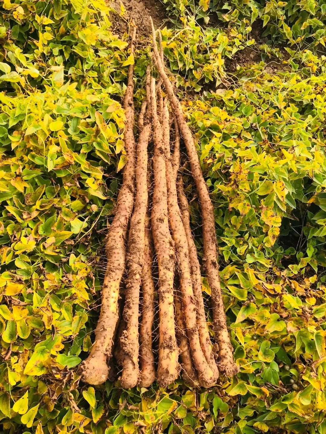 山药那么补90人却白吃了我们南下温县考察找到正宗铁棍山药