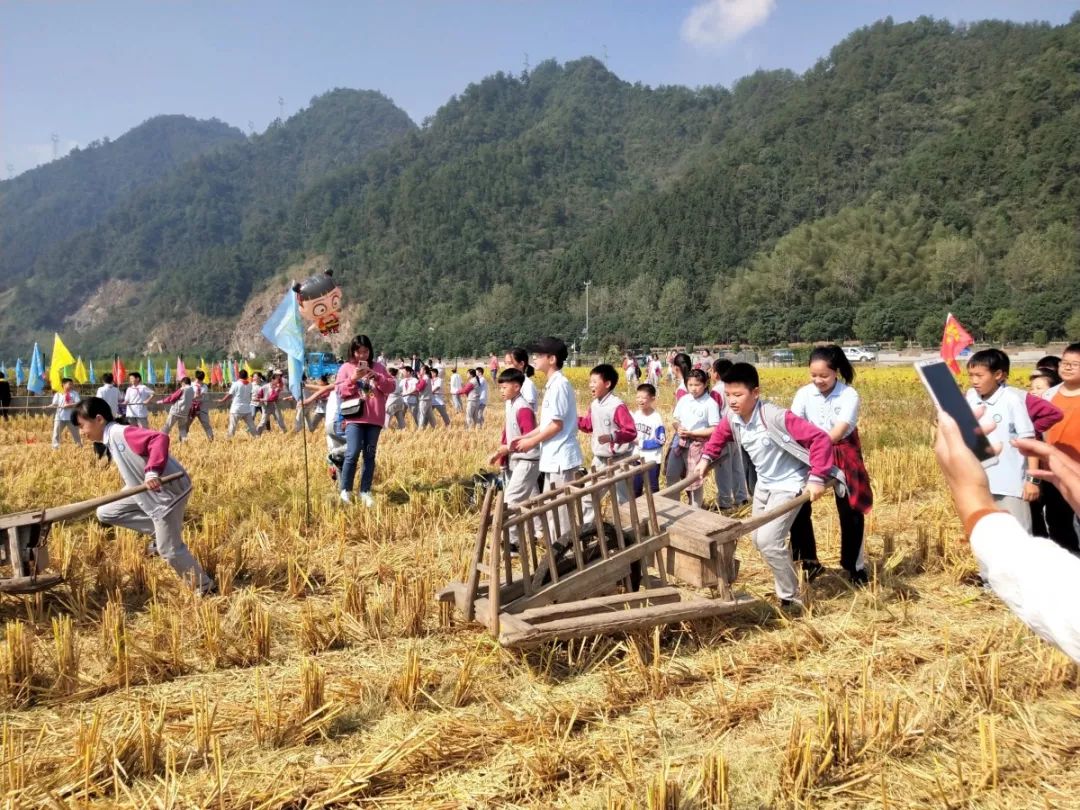 久闻农家二三事初尝丰收喜悦时桐庐县分水实验小学开展大路农耕研学