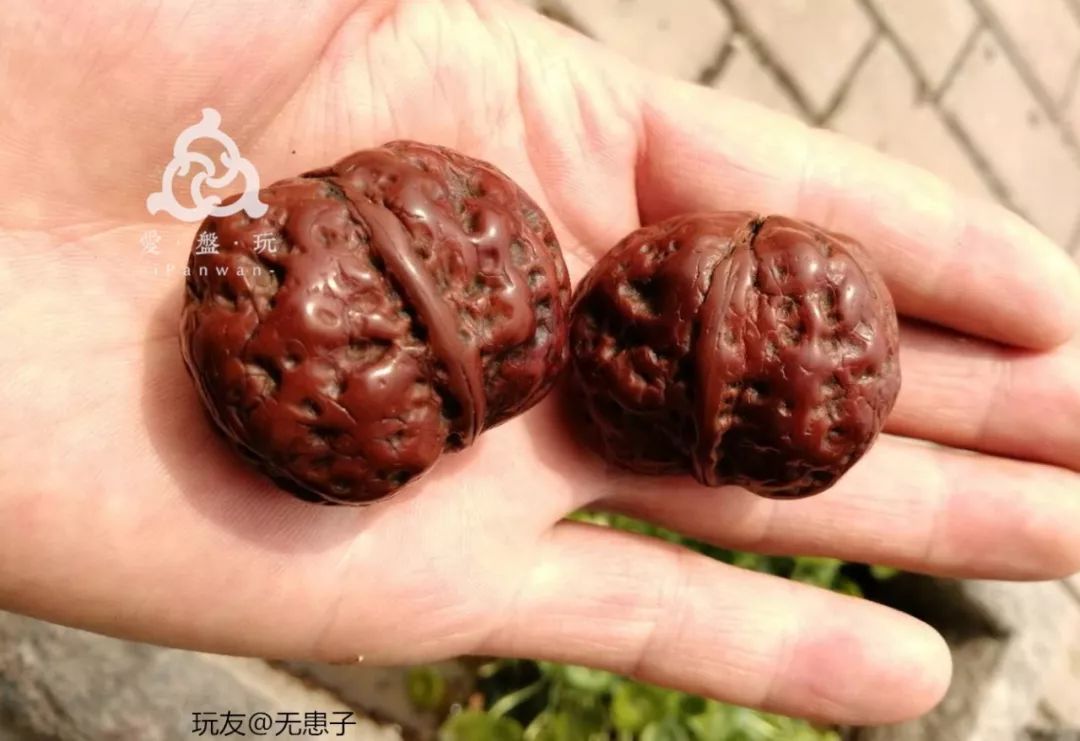 铁核桃放着不盘,也能红?