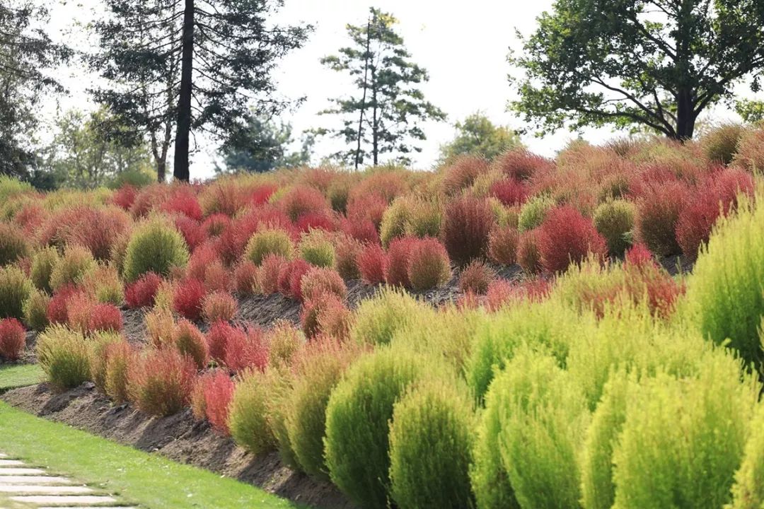 辰山植物园萌萌哒地肤迎来最佳观赏期打卡须趁早