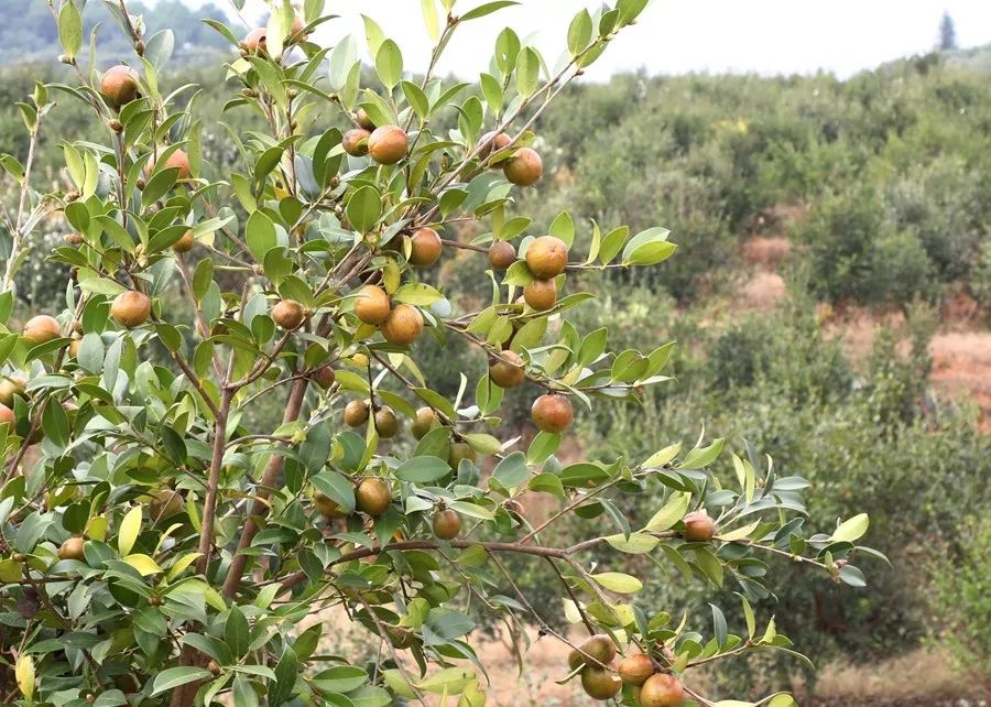 如今,前期栽种的油茶树,已陆续挂果,分批进入丰产期,初见效益.