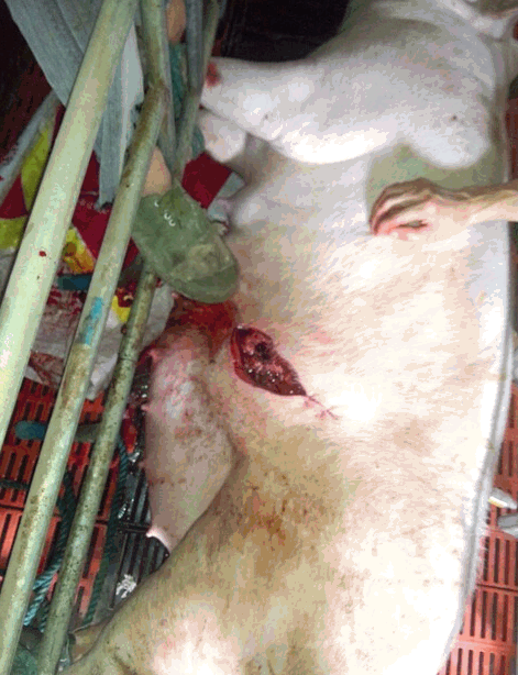 小母猪手术位置图片图片
