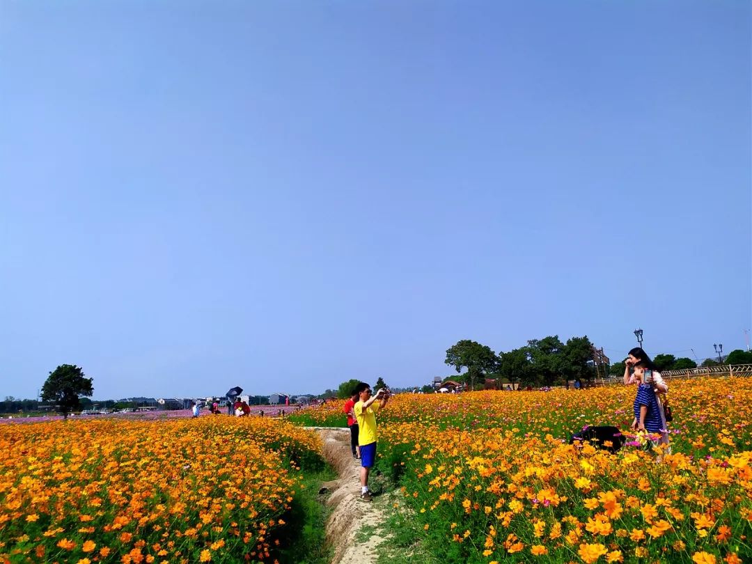 等您来赏哟~这个周末,安义古村的花海形成了一望无际的花朵品种各样的