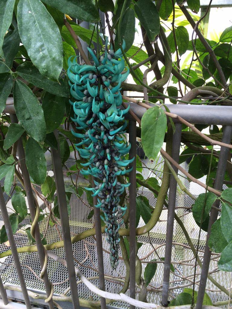 花苞呈蓝绿色的翡翠葛如同碧玉般的花瓣极其迷人很少人看过