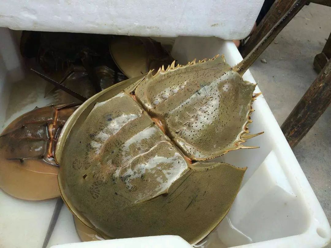 鲎的祖先出现在地质历史时期古生代的泥盆纪,当时恐龙尚未崛起,原始