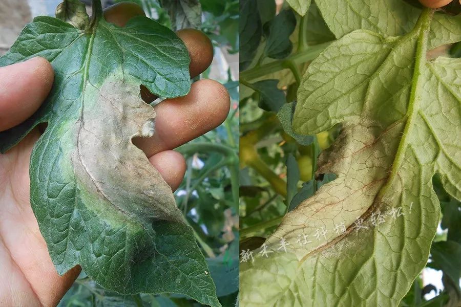 番茄晚疫病如何防治