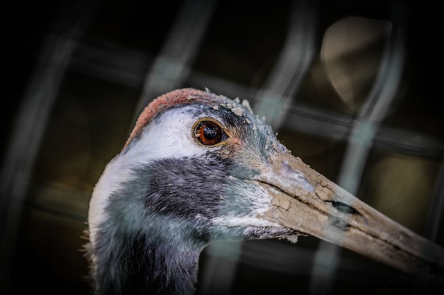 禁锢的自由——摄影杨阳