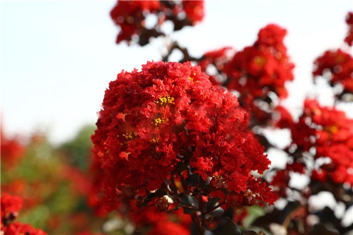 江西美国三红紫薇 美国紫叶红花紫薇 速生艳红紫薇 金叶水杉工程苗