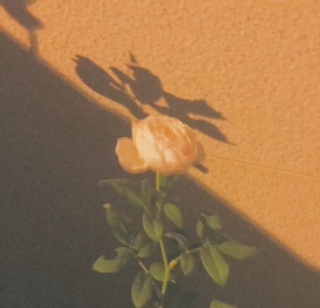 背景图遇见你爱意汹涌看世间万物都浪漫心动67676767