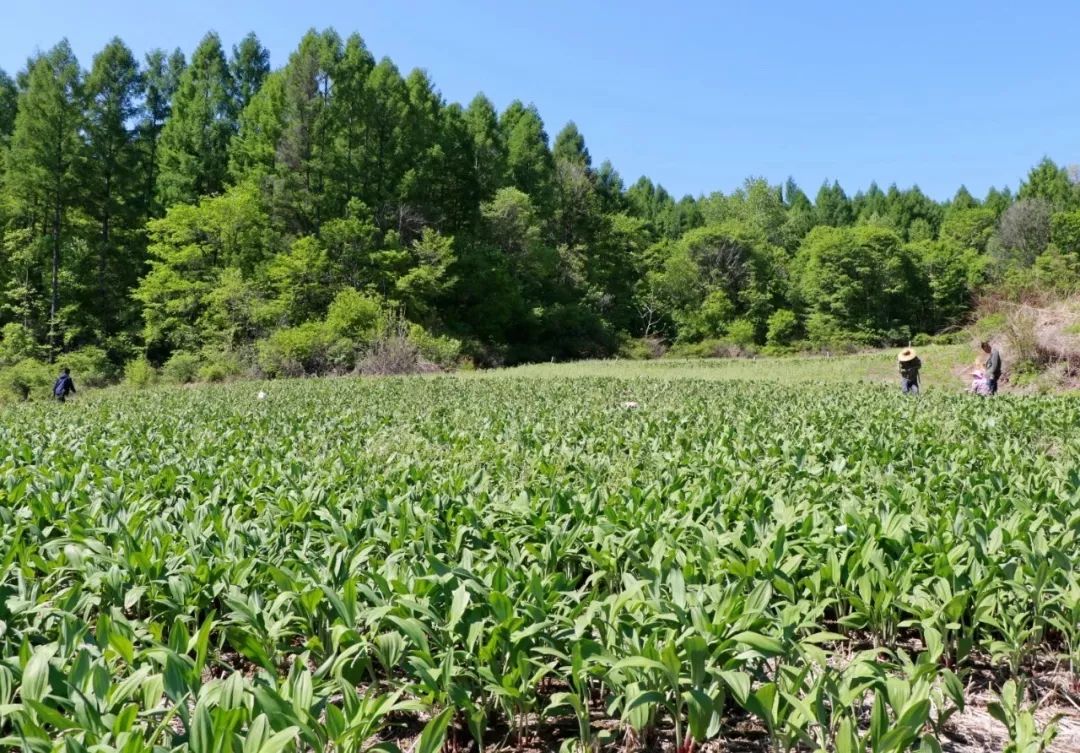 逐步扩大寒葱栽培面积,上马寒葱深加工生产线,把寒葱的采集,种植,加工